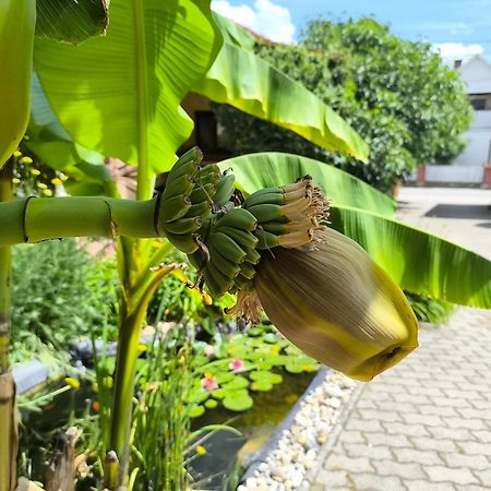 Eckhardt Vendeghaz Hotel Villany Bagian luar foto