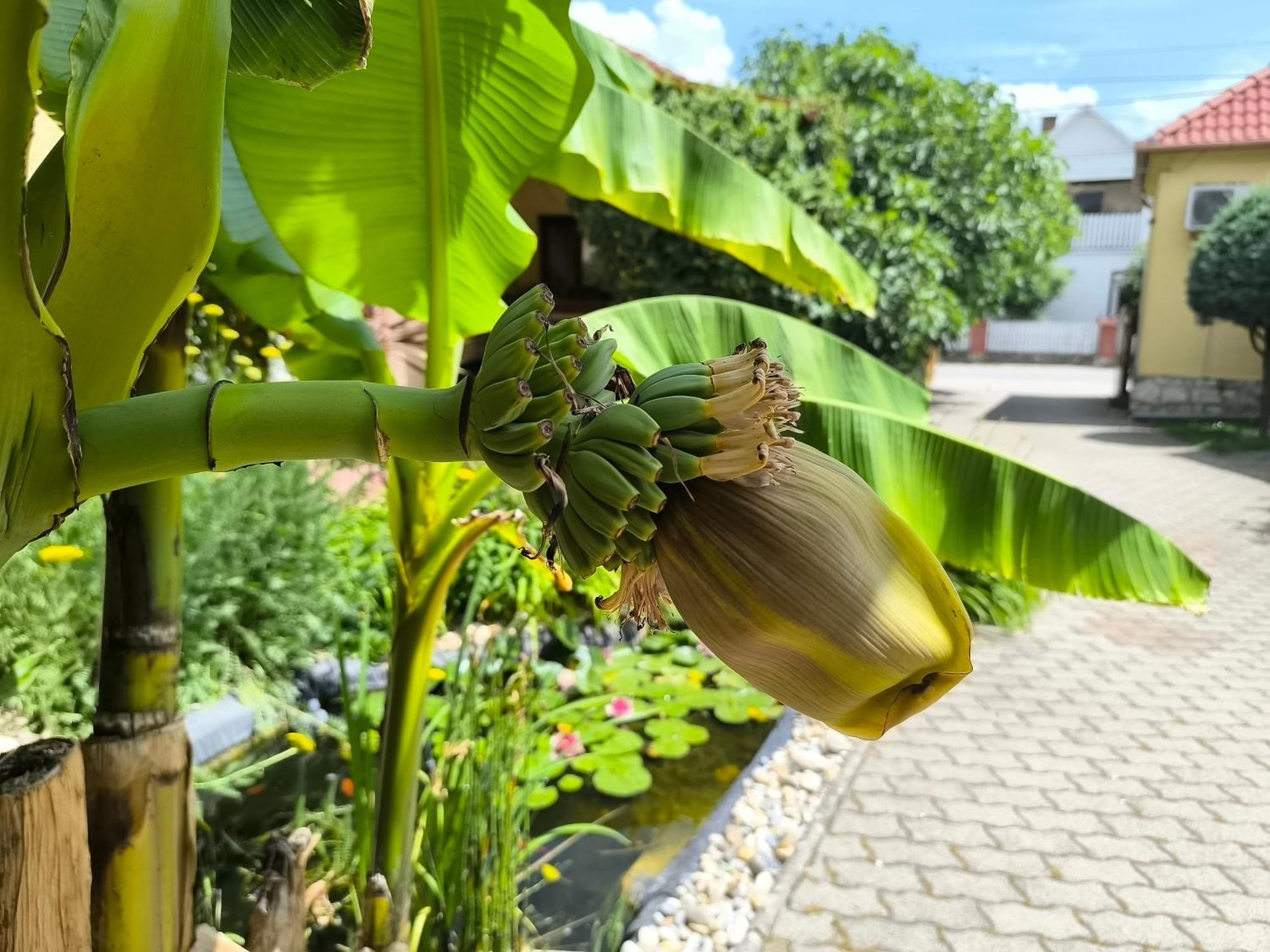 Eckhardt Vendeghaz Hotel Villany Bagian luar foto